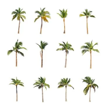 Coconut tree isolated on white background  Stock Photos