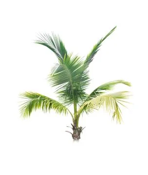 Coconut tree isolated on white background  Stock Photos