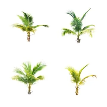 Coconut tree isolated on white background  Stock Photos