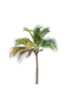 Coconut tree isolated on white background  Stock Photos
