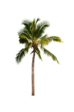 Coconut tree isolated on white background  Stock Photos