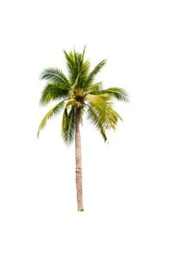 Coconut tree isolated on white background  Stock Photos