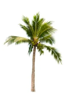 Coconut tree isolated on white background  Stock Photos