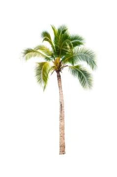 Coconut tree isolated on white background  Stock Photos