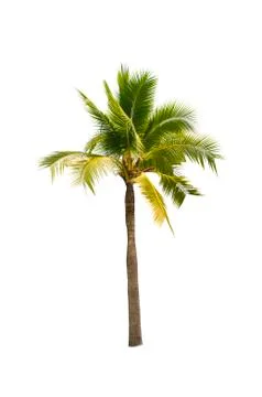 Coconut tree isolated on white background  Stock Photos