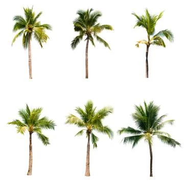 Coconut tree isolated on white background  Stock Photos