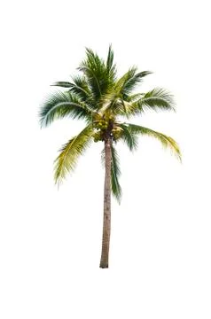 Coconut tree isolated on white background  Stock Photos