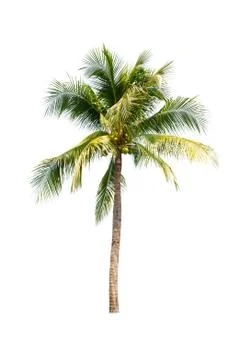 Coconut tree isolated on white background  Stock Photos