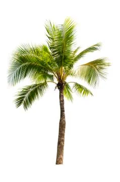 Coconut tree isolated on white background  Stock Photos