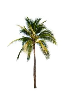 Coconut tree isolated on white background  Stock Photos