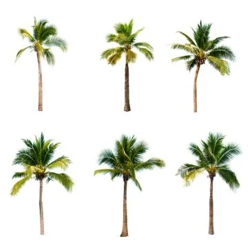 Coconut tree isolated on white background  Stock Photos