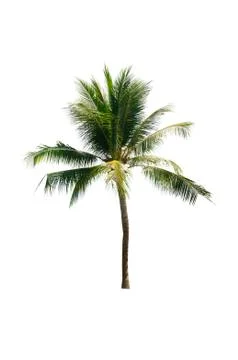 Coconut tree isolated on white background  Stock Photos