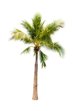 Coconut tree isolated on white background  Stock Photos