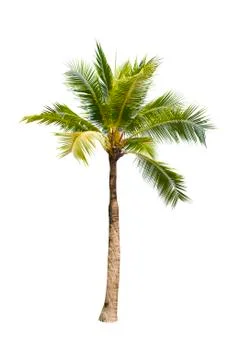Coconut tree isolated on white background  Stock Photos