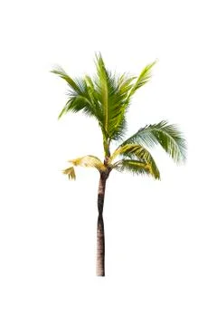 Coconut tree isolated on white background  Photos