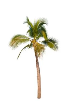Coconut tree isolated on white background  Stock Photos