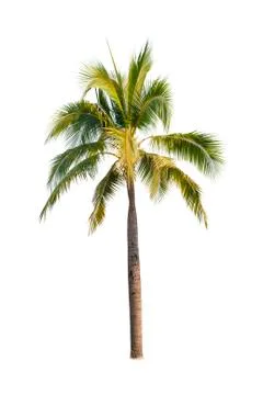 Coconut tree isolated on white background  Stock Photos