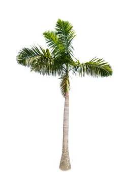 Coconut tree isolated on white background  Stock Photos
