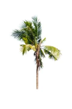 Coconut tree isolated on white background  Stock Photos