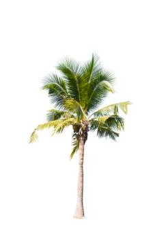 Coconut tree isolated on white background  Stock Photos