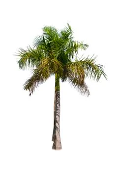 Coconut tree isolated on white background  Stock Photos