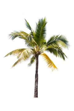 Coconut tree isolated on white background  Stock-Fotos