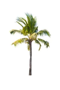 Coconut tree isolated on white background  Stock Photos