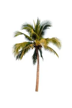 Coconut tree isolated on white background  Stock Photos