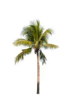Coconut tree isolated on white background  Stock Photos