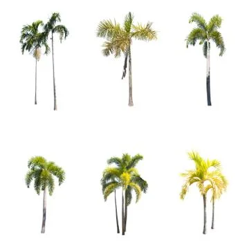 Coconut tree isolated on white background  Stock Photos