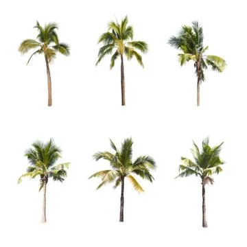 Coconut tree isolated on white background  Foto stock