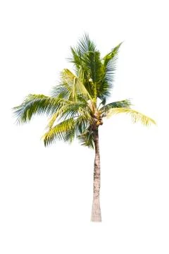 Coconut tree isolated on white background  Stock Photos