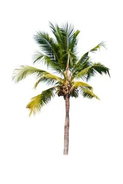 Coconut tree isolated on white background  Stock Photos