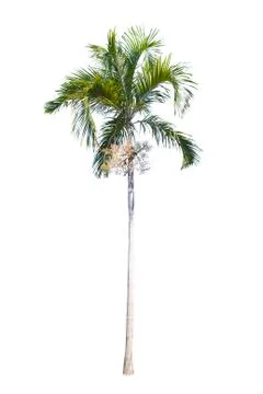 Coconut tree isolated on white background  Stock Photos