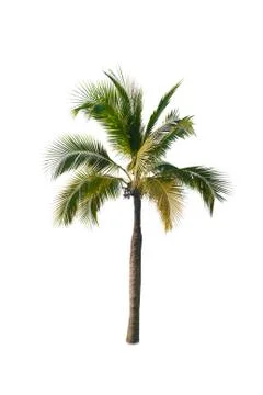 Coconut tree isolated on white background  Stock Photos