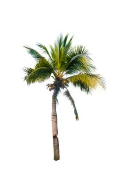 Coconut tree isolated on white background  Stock Photos