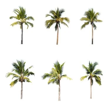 Coconut tree isolated on white background  Stock Photos