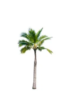 Coconut tree isolated on white background  Stock Photos
