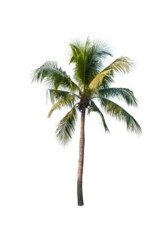 Coconut tree isolated on white background  Stock Photos