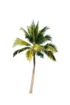 Coconut tree isolated on white background  Stock Photos