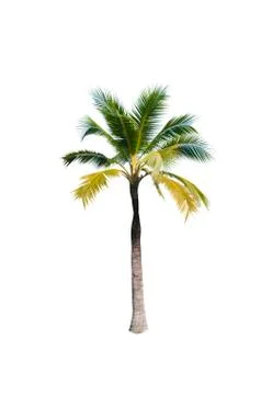Coconut tree isolated on white background  Stock-Fotos