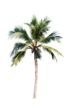 Coconut tree isolated on white background  Stock Photos