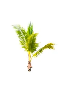Coconut tree isolated on white background  Stock Photos