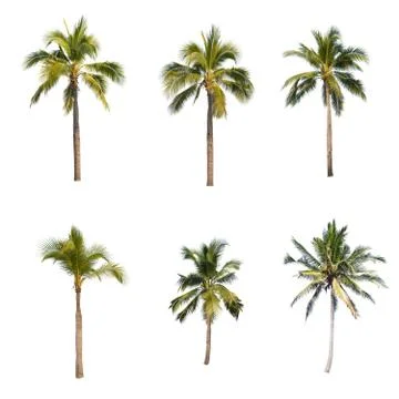 Coconut tree isolated on white background  Stock Photos