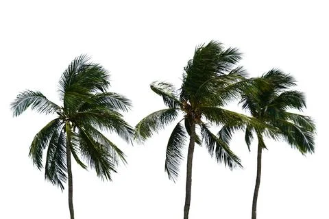 Coconut tree isolated on white background. Stock Photos