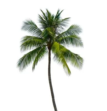 Coconut tree isolated on white background. Foto stock