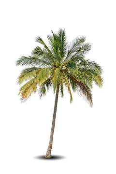Coconut tree isolated on white background Stock Photos
