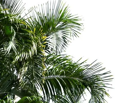 Coconut tree isolated on white background with clipping path. Stock Photos