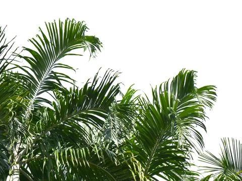 Coconut tree isolated on white background with clipping path. Stock Photos