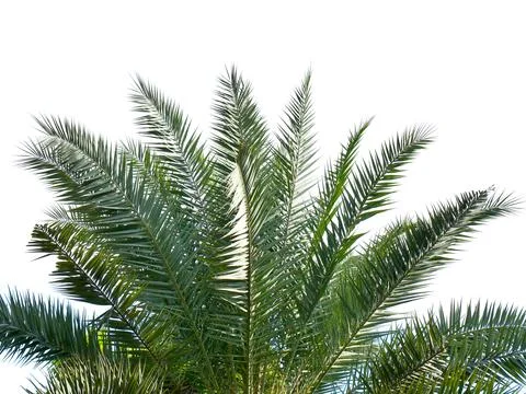 Coconut tree isolated on white background with clipping path. Stock Photos
